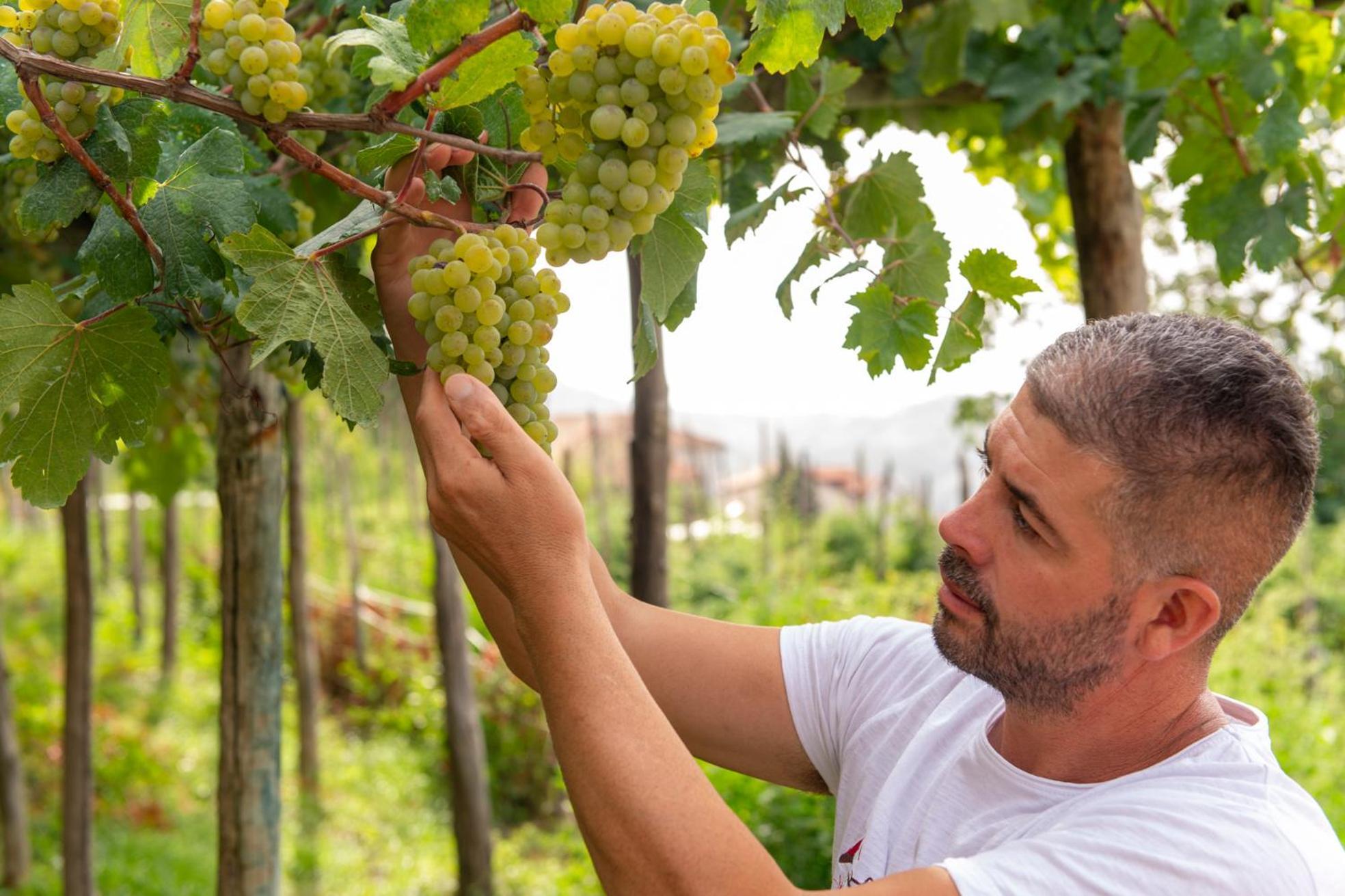 مبيت وإفطار أَجيرولا Il Vigneto Di Nonno Pietro المظهر الخارجي الصورة
