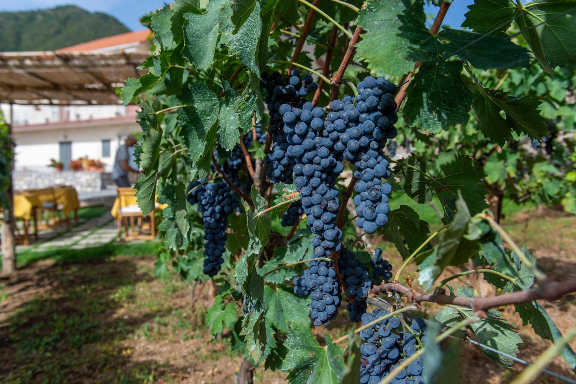 مبيت وإفطار أَجيرولا Il Vigneto Di Nonno Pietro المظهر الخارجي الصورة